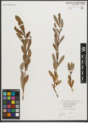 Foto von Salix purpurea L.